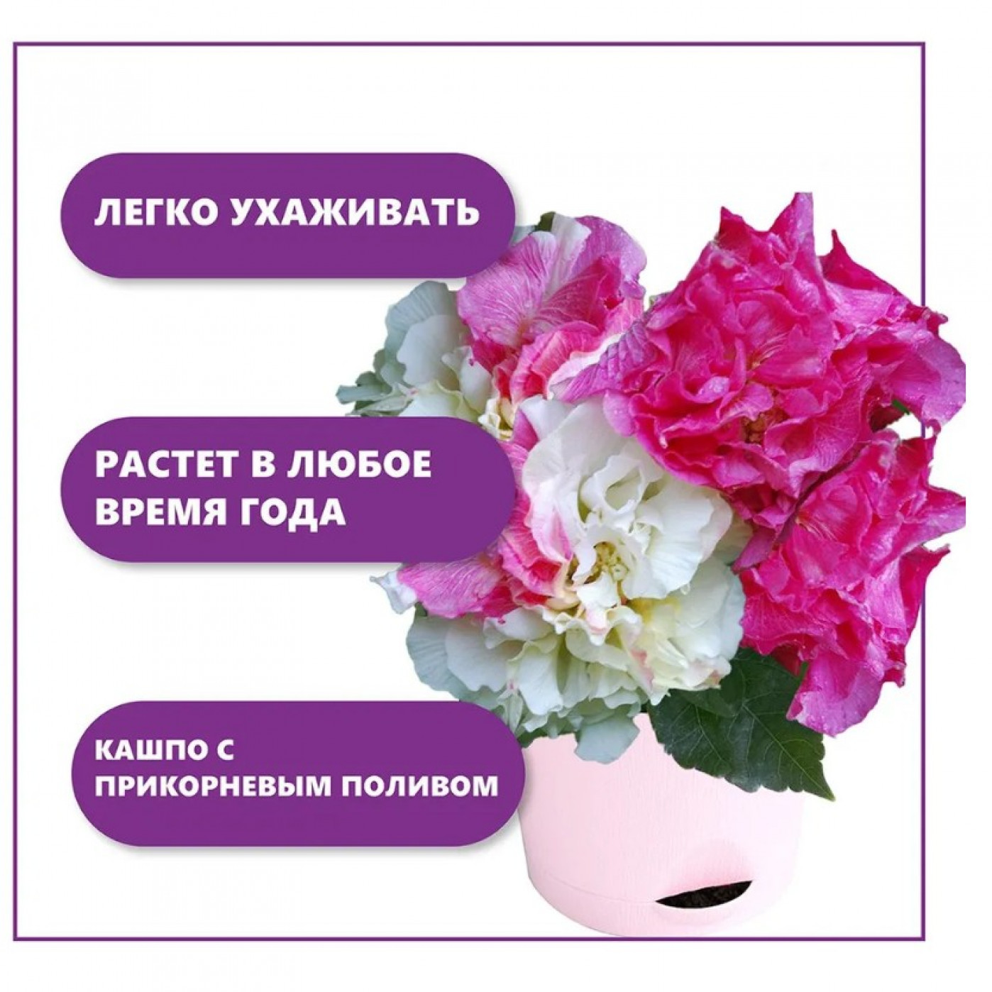 Набор для выращивания растений Тысяча листьев Сумасшедшая роза Набор для выращивания растений Тысяча листьев Сумасшедшая роза