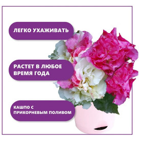 Набор для выращивания растений Тысяча листьев Сумасшедшая роза-2