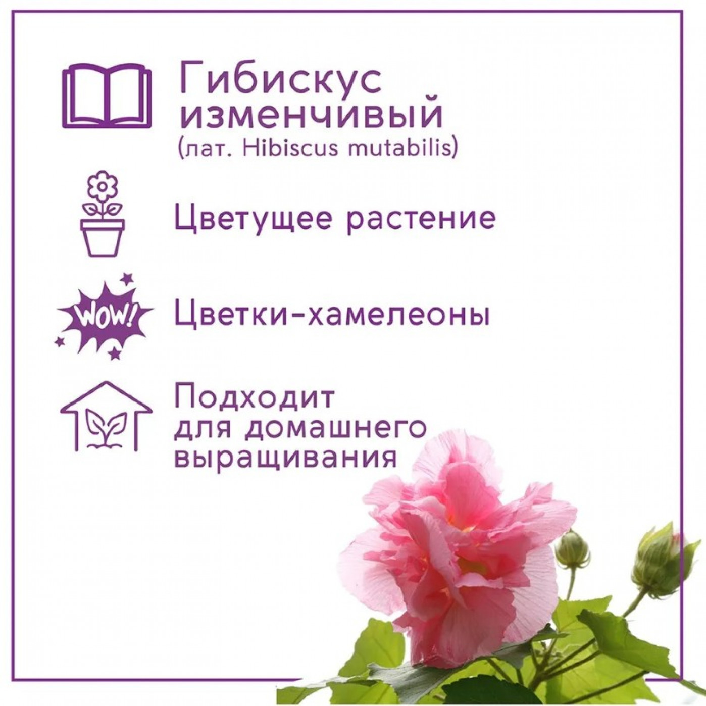 Набор для выращивания растений Тысяча листьев Сумасшедшая роза Набор для выращивания растений Тысяча листьев Сумасшедшая роза