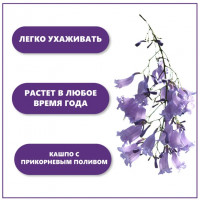 Набор для выращивания растений Тысяча листьев Фиалковое дерево-2