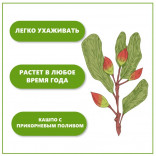 Набор для выращивания растений Тысяча листьев Фисташка
