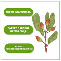 Набор для выращивания растений Тысяча листьев Фисташка-2