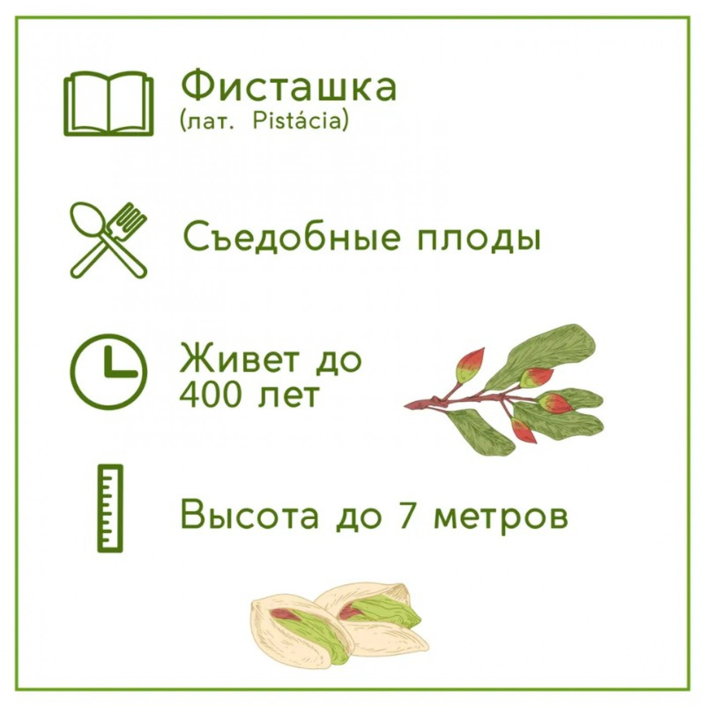 Набор для выращивания растений Тысяча листьев Фисташка