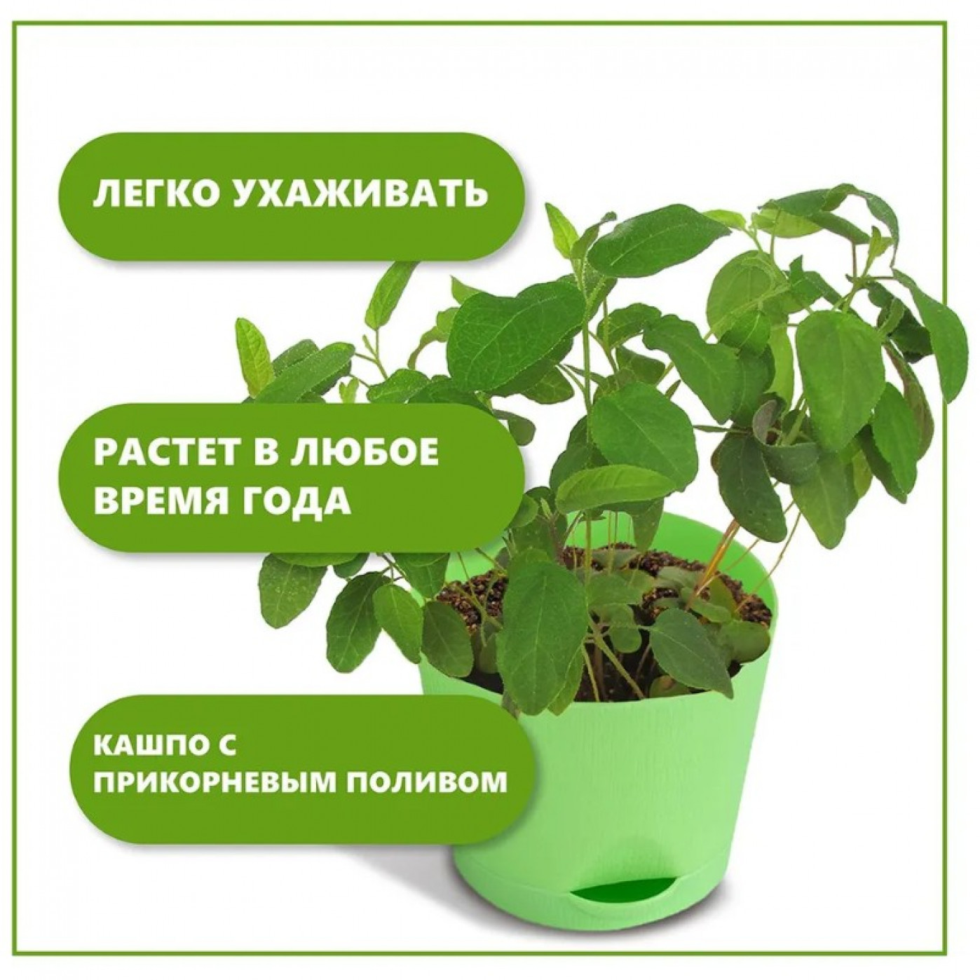 Набор для выращивания растений Тысяча листьев Эвкалипт Набор для выращивания растений Тысяча листьев Эвкалипт