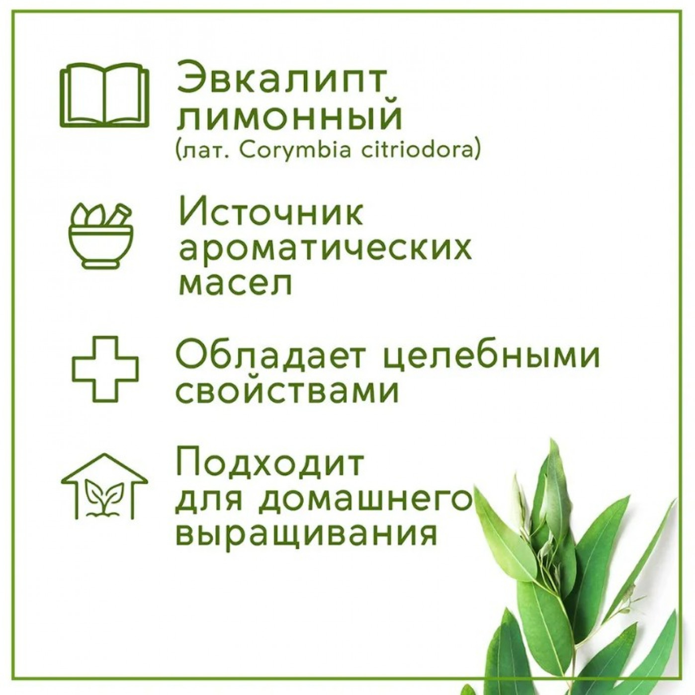 Набор для выращивания растений Тысяча листьев Эвкалипт Набор для выращивания растений Тысяча листьев Эвкалипт