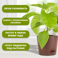 Набор для выращивания Три суперострых перца-2