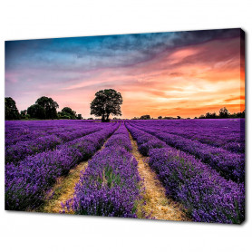 Картина на холсте Лавандовые поля 50 х 70 см.