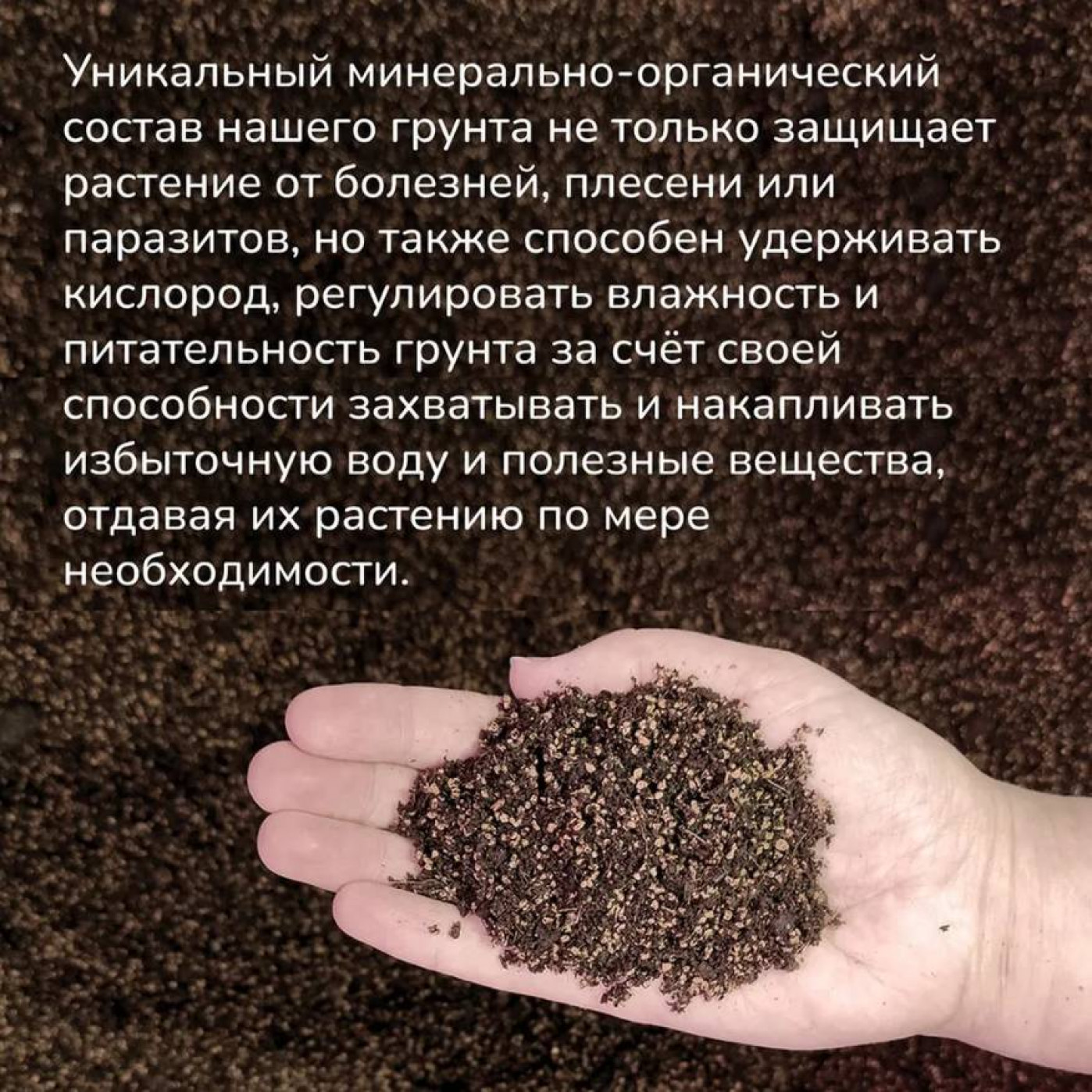 Большой набор для выращивания бонсай Катальпа орхидейное дерево