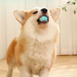Интерактивная игрушка для животных голубая