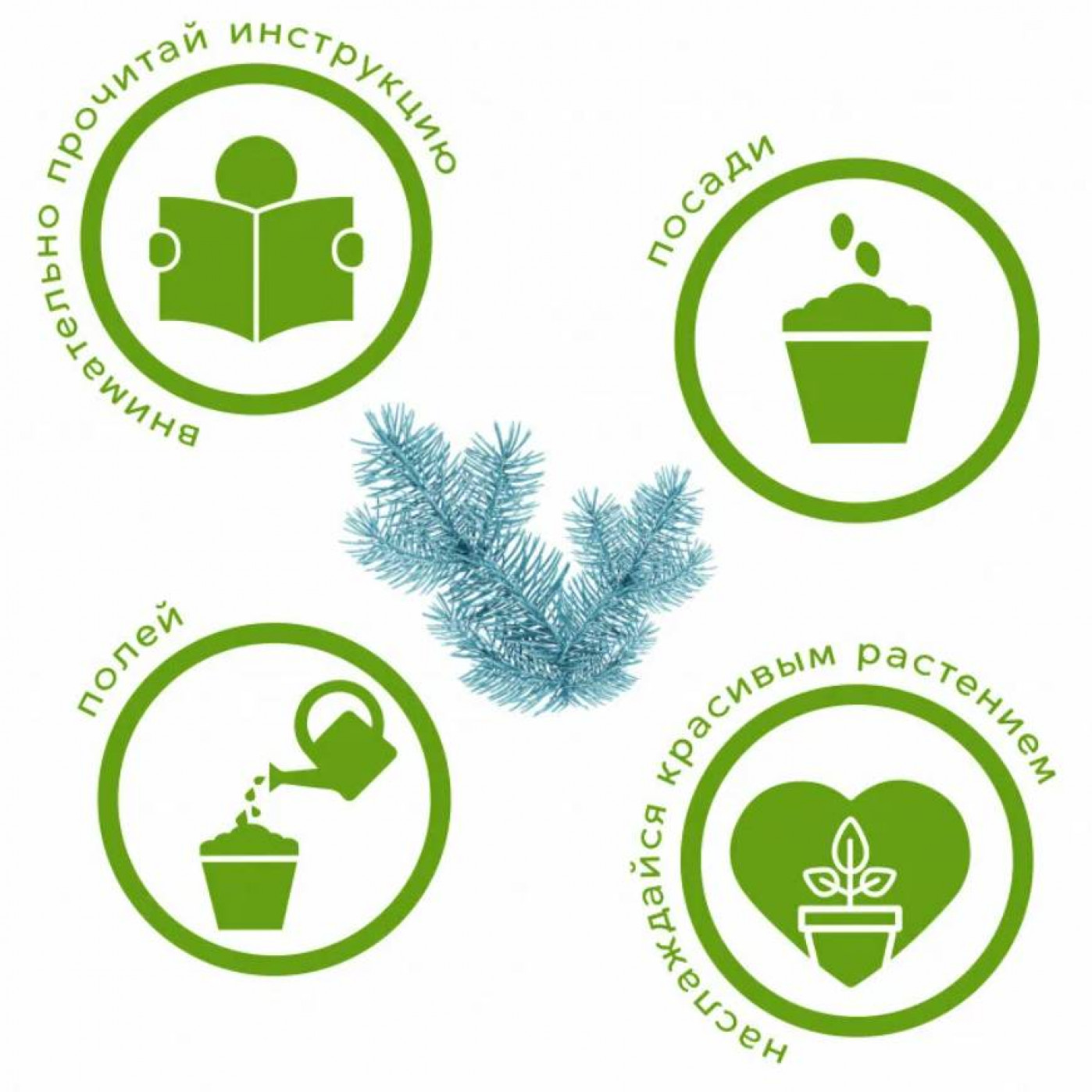 Набор для выращивания растений Тысяча листьев Ель сибирская голубая