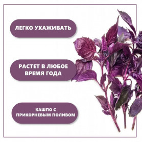 Набор для выращивания растений Тысяча листьев Базилик фиолетовый-2