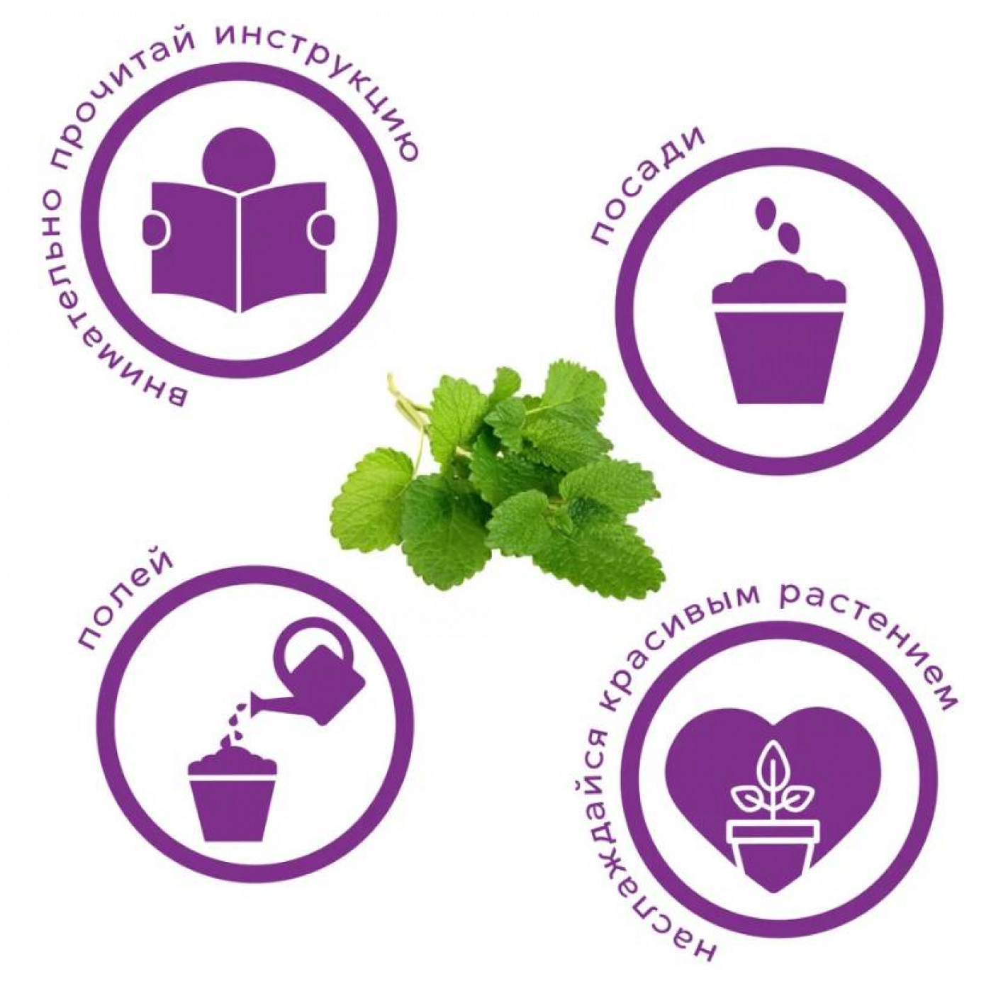 Набор для выращивания растений Тысяча листьев Мелисса лимонная