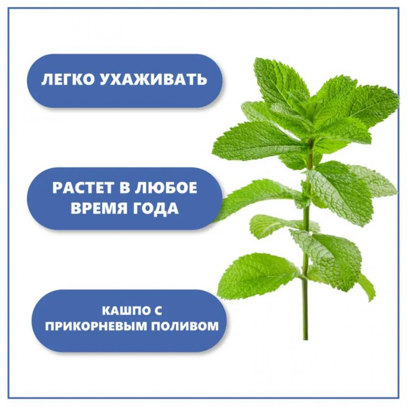 Набор для выращивания растений Тысяча листьев Мята яблочная