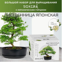 Большой набор для выращивания бонсай Лиственница японская