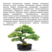 Большой набор для выращивания бонсай Лиственница японская-2