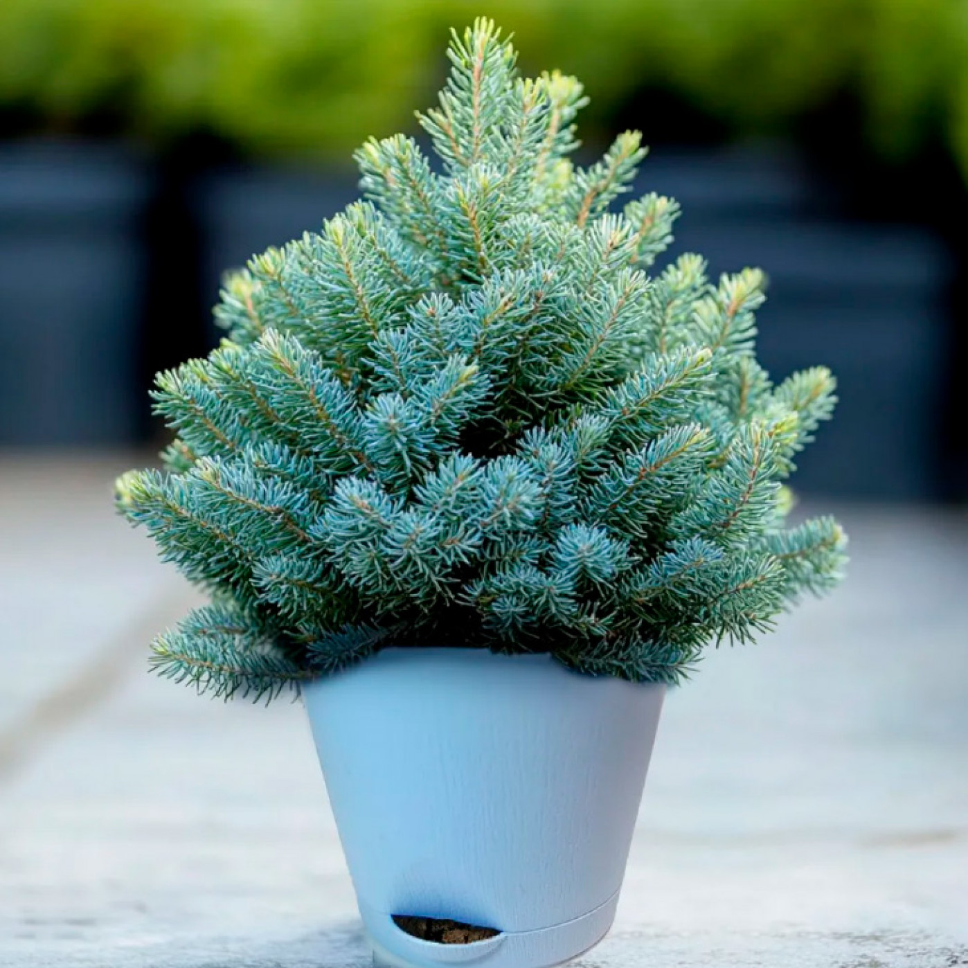 Набор для выращивания Серебристая елка Набор для выращивания Серебристая елка