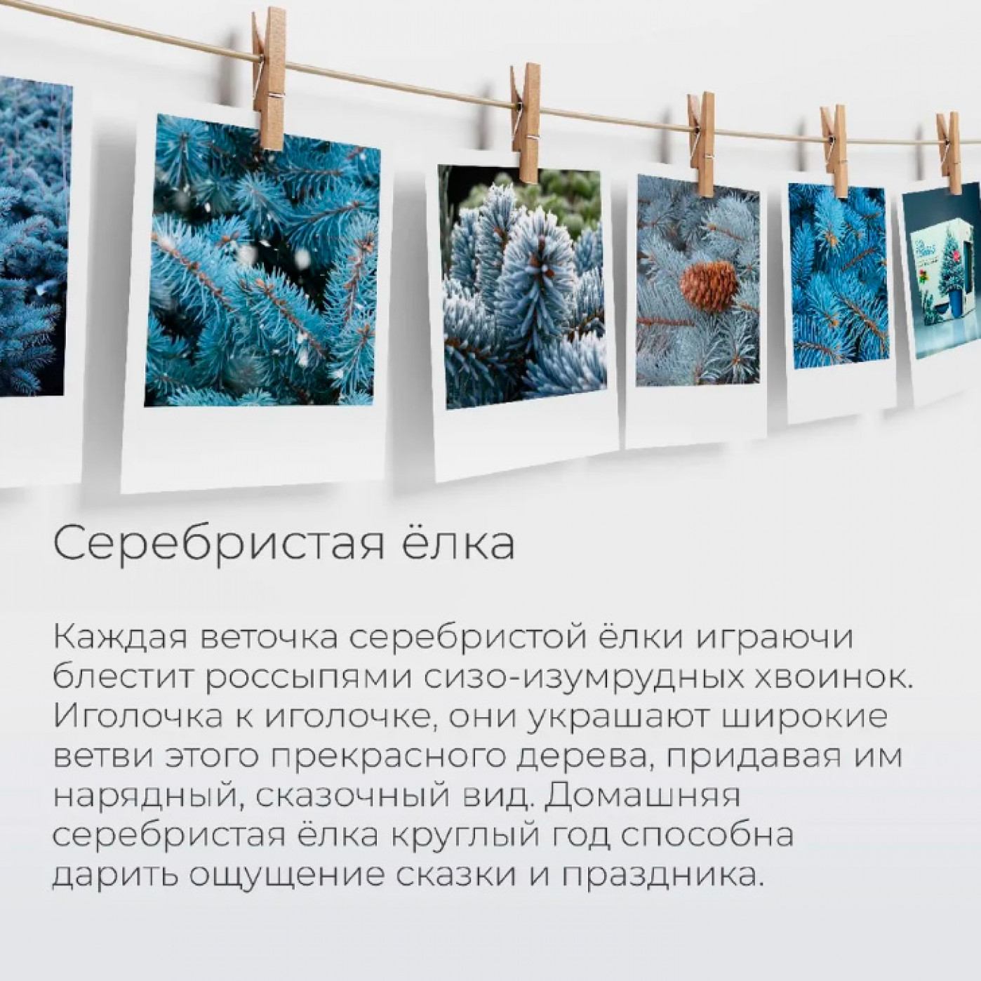 Набор для выращивания Серебристая елка Набор для выращивания Серебристая елка