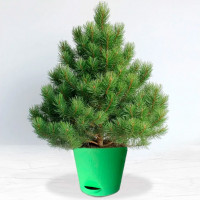 Набор для выращивания Сосна пушистая-2