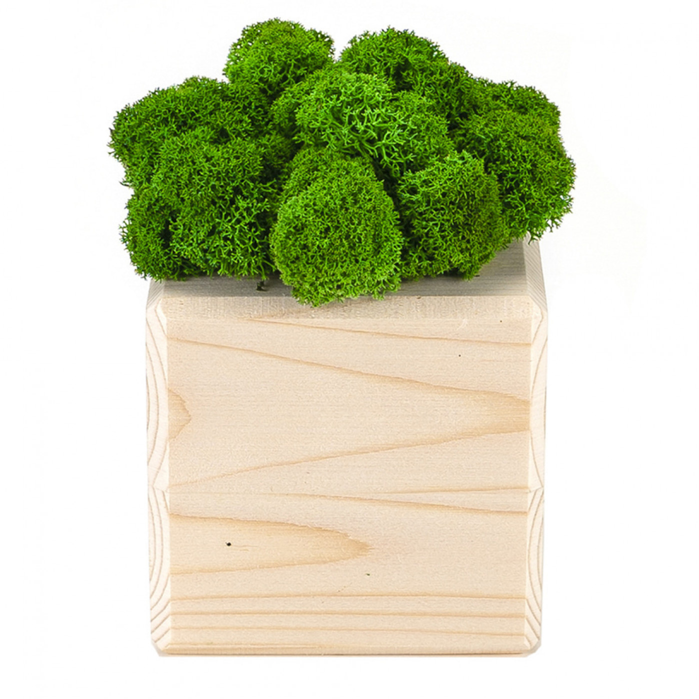 Интерьерный мох MossCube Дерево Зеленый