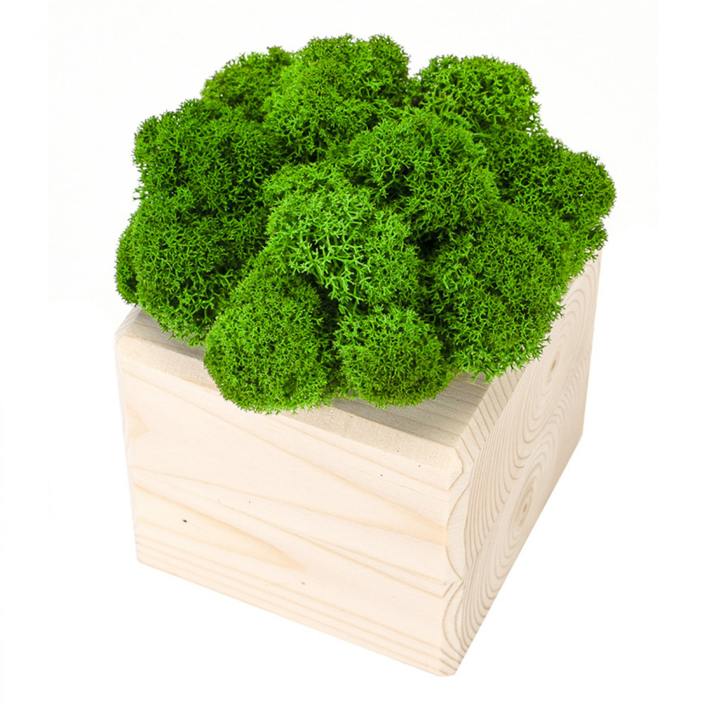 Интерьерный мох MossCube Дерево Зеленый